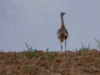 joven macho de avutarda