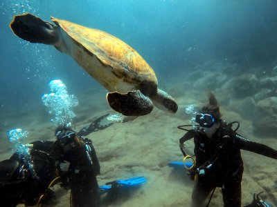 Diving baptism 2 dives south of Tenerife 4h