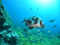  School of sea bream in Tenerife south 