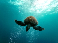  Daily departures snorkeling with turtles