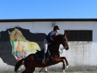 Horse jumping class in Seville 