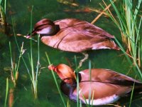 Patos en su habitat