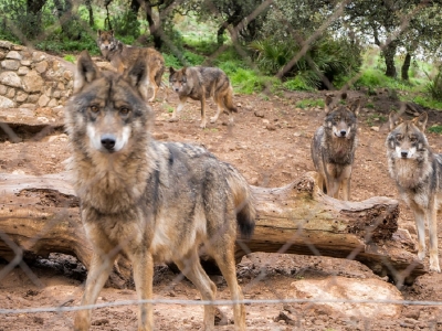 Ruta guiada por El Torcal y visita a Lobo Park