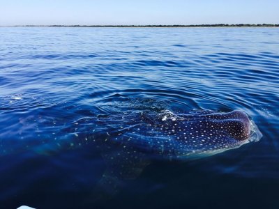 Avistamiento y nado con tiburón ballena San Blas