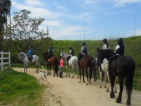 Grupo de equinos en el campo