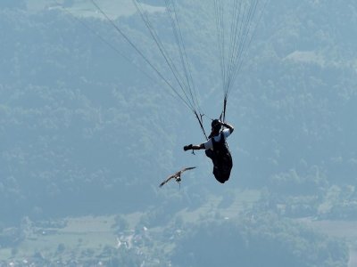 Vuelo en parapente con águilas en Onil 1h y 20 min