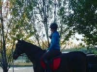  Entre le bosquet avec le cheval 