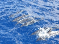  Observação de golfinhos em Tenerife 