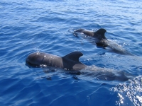  Delfino che salta dall'acqua