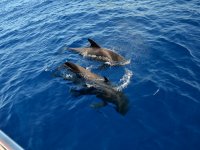 Ballenas con White Tenerife