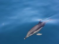 Observation des baleines 