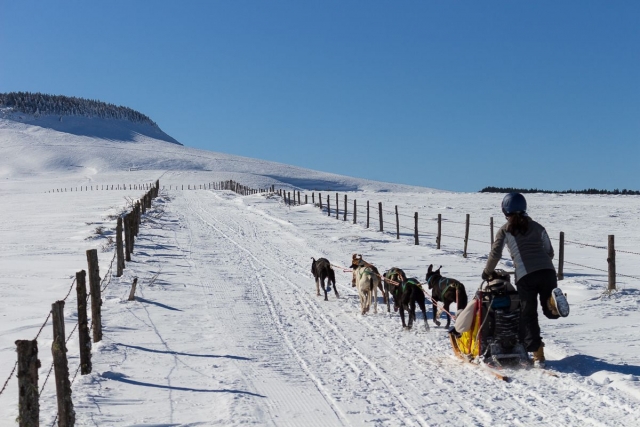 Tour de mushing en la Châine des Puys - 1h30 - Adulto