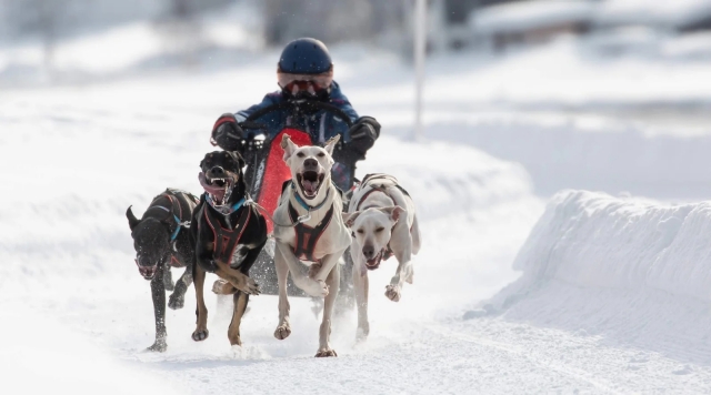 Tour de mushing en la Châine des Puys - 1h30 - Adulto