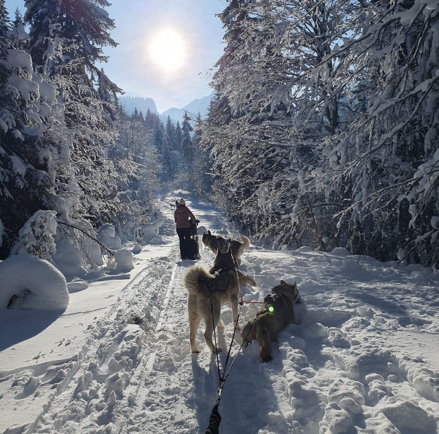 Einführung in das Mushing im Massif du Roc d’Enfer – 1h30