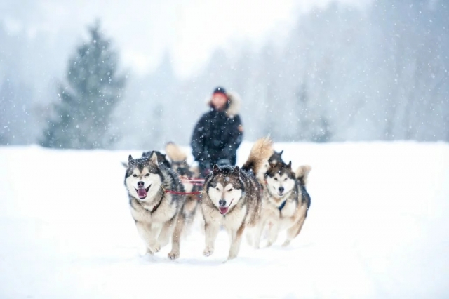 Mushing-Taufe in Saint-Gervais – 1 Stunde – Kind