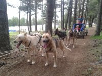  sled dogs among the trees.jpg 