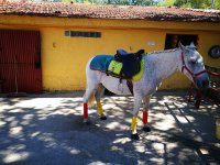 Caballo del centro ecuestre de El Espinar