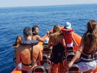  Passeio de barco pela Arrábida ver golfinhos 