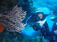  Corals at the bottom of the sea 