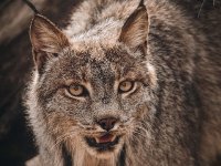 Canadian Lynx 