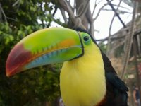  A beautiful toucan 