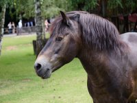 Caballo en la finca