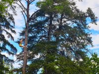 Parque de tirolinas para familias 