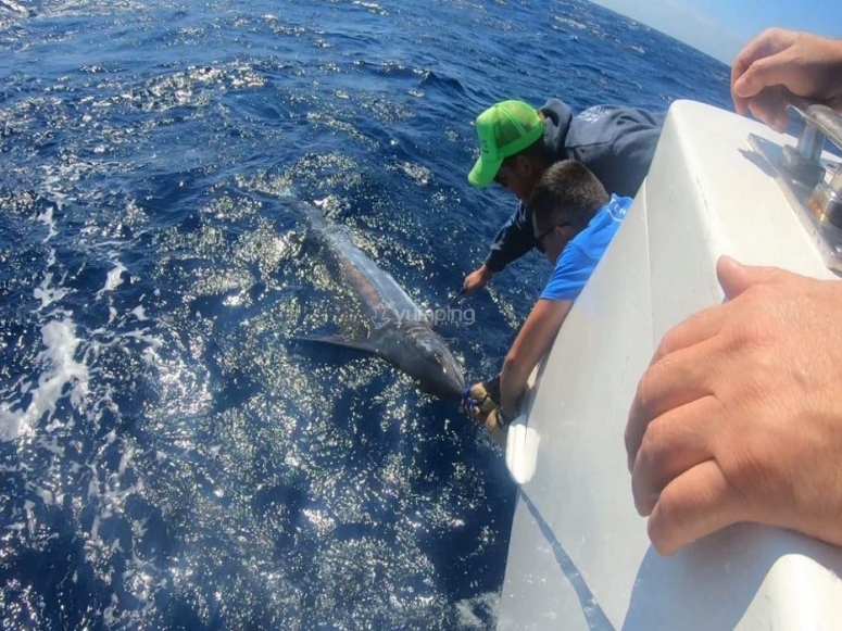 Recogiendo el marlin