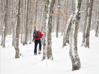  percorsi nel bosco con le ciaspole 