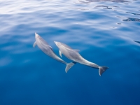 Delfines nadando libremente