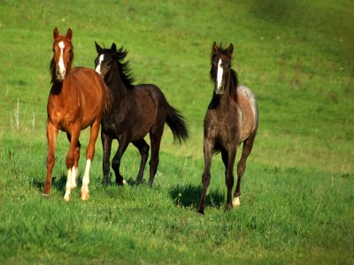 Promoción Natural y Turismo Activo Rutas a Caballo