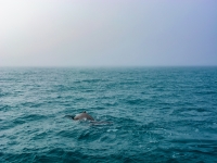 海岸边的海豚