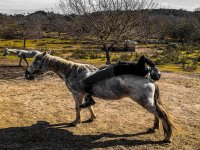  No lombo de um cavalo 