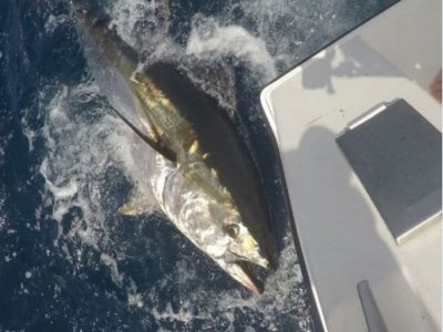 Blue Marlin Charters