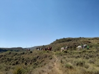  Zaragoza fields on horseback 