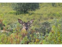  Cervo che guarda l'obiettivo 