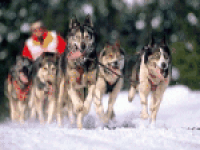 La Partacua Mushing