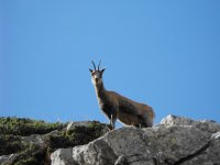 Nous avons aperçu une chèvre de montagne 