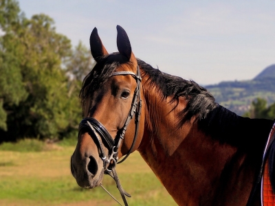 Percurso de cavalgada 1 hora + hospedagem + café da manhã