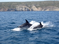 Delfines en Portugal