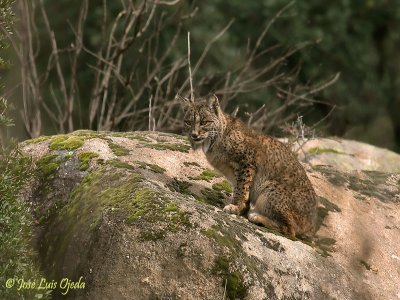 Iberian Lynx Land Visitas Guiadas