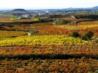  Vineyards in Brinas 