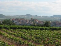  Spazieren Sie durch die Weinberge 