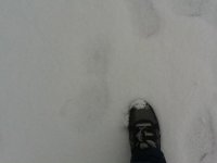  Snowshoeing excursions in Andorra 