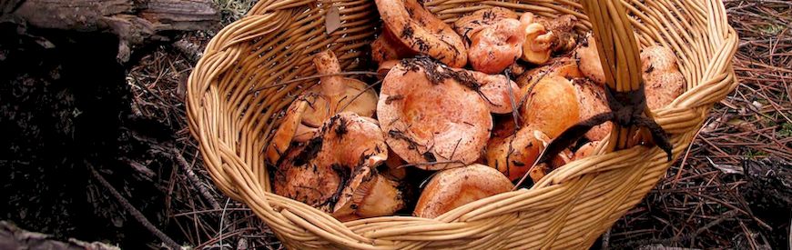 Offers of Mushroom Picking Castilla y León