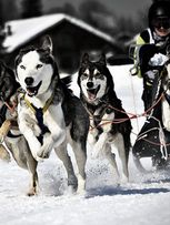 Mushing