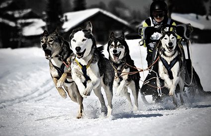 Mushing en Lleida
