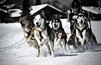 Sleddog