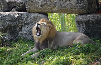 Parques Zoológicos en Sevilla