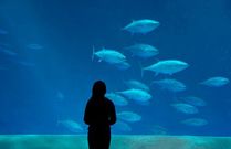 水族馆